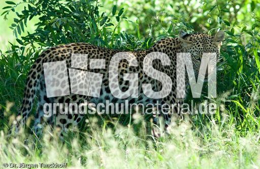 leopard (34 von 60).jpg